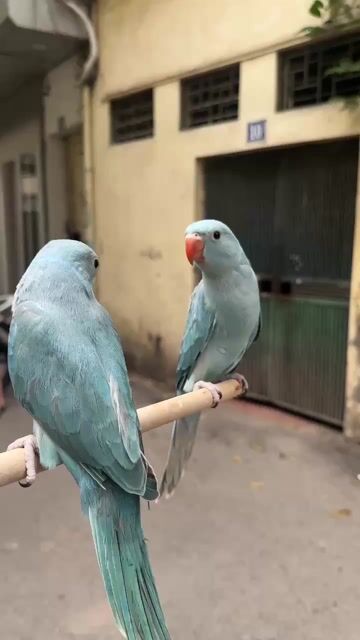 Vẹt cảnh Xám, xanh lá. Mua bán Chim tại Quận Cầu Giấy Hà Nội được đăng bởi Shop chim vẹt  hình 1