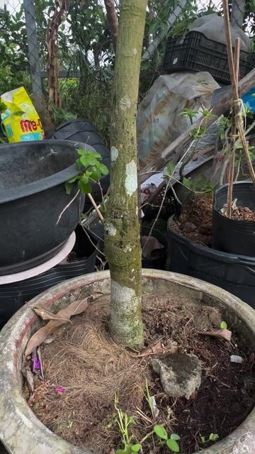 Xoài Tứ Quý cây lớn khoẻ đẹp đang bông. Mua bán Cây cảnh, đồ trang trí tại Quận Gò Vấp Tp Hồ Chí Minh được đăng bởi Vườn Kiểng Nhà Nị Ny hình 1