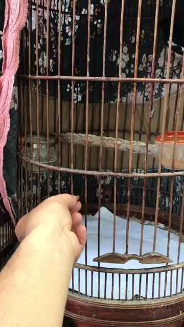 Chim Than hơn 1 năm lồng. Mua bán Chim tại Thành phố Bến Tre Bến Tre được đăng bởi Thành Long hình 1