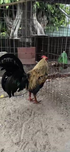 Gà chọi Bướm 3.4kg Đực. Mua bán Gà tại Huyện Châu Đức Bà Rịa - Vũng Tàu được đăng bởi Nguyên quan truong hình 1