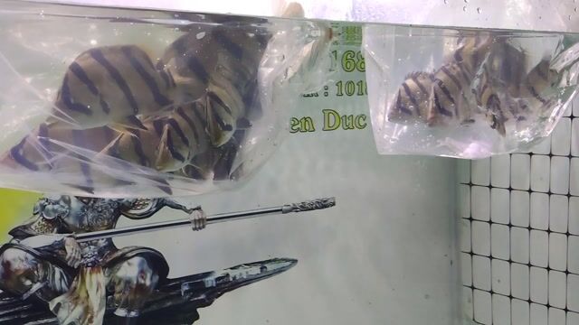 Cá Hổ Bắc Thái đẹpppppp. Mua bán Thú cưng khác tại Huyện Trảng Bàng Tây Ninh được đăng bởi Trảng Bàng hình 1
