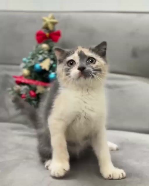 Mèo Anh quận 4. Mua bán Mèo tại Quận 4 Tp Hồ Chí Minh được đăng bởi Gấu Dứa Cat hình 1