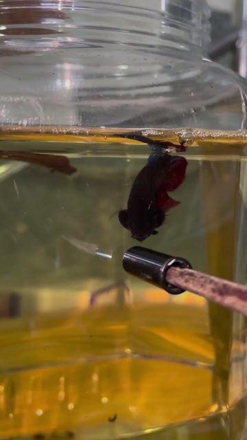 Siêu Phẩm Xiêm Thái Đá độ. Mua bán Thú cưng khác tại Quận Gò Vấp Tp Hồ Chí Minh được đăng bởi CÁ XIÊM VIP  hình 1