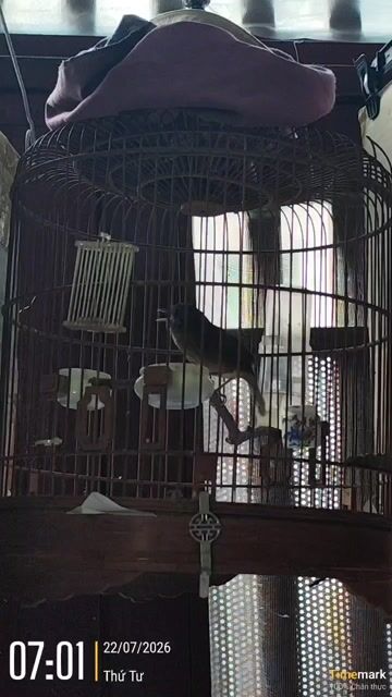 Chim Tiểu mi trống 1 mùa hót xoè. Mua bán Chim tại Quận 8 Tp Hồ Chí Minh được đăng bởi Chào Mào 888 hình 1