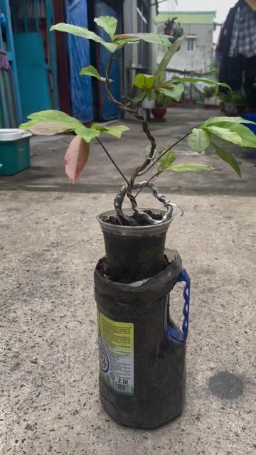 cây giảo hạt siêu bông bình lợi. Mua bán Cây cảnh, đồ trang trí tại Quận Bình Thạnh Tp Hồ Chí Minh được đăng bởi phát hình 1