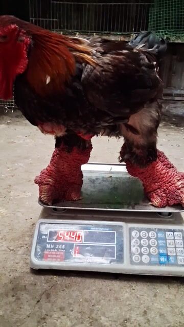Gà Đông Tảo 5.5kg chân khủng ❤️❤️❤️. Mua bán Gà tại Thành phố Thủ Đức Tp Hồ Chí Minh được đăng bởi chuyên cung cấp gà đông tảo thuần chủng  hình 1