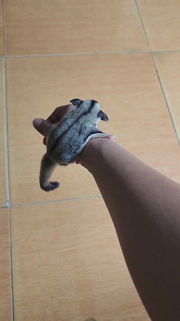 Sóc bay úc giá rẻ. Mua bán Thú cưng khác tại Huyện Bình Chánh Tp Hồ Chí Minh được đăng bởi RanDy hình 1