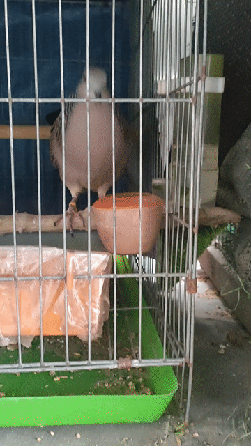 cặp malay tơ ăn cứng. Mua bán Chim tại Thành phố Thuận An Bình Dương được đăng bởi Nhan Nguyen hình 1