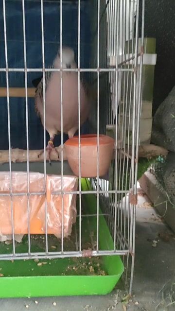 cặp malay tơ ăn cứng. Mua bán Chim tại Thành phố Thuận An Bình Dương được đăng bởi Nhan Nguyen hình 1