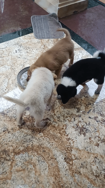 Chó Bắc Hà xù Cái Vàng 2 tháng đã tiêm. Mua bán Chó tại Quận Ngô Quyền Hải Phòng được đăng bởi Nguyễn Anh Tuấn hình 1