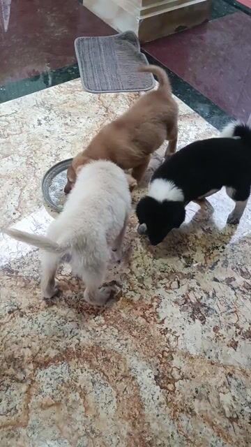 Chó Bắc Hà xù Cái Vàng 2 tháng đã tiêm. Mua bán Chó tại Quận Ngô Quyền Hải Phòng được đăng bởi Nguyễn Anh Tuấn hình 1