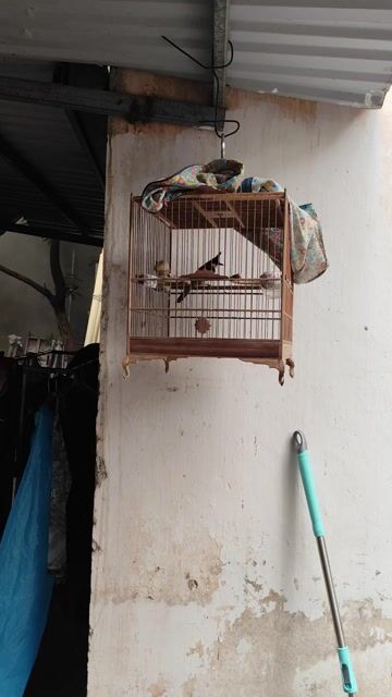 Chim chào mào khỏe mạnh đã hót. Mua bán Chim tại Huyện Hoài Đức Hà Nội được đăng bởi Tạ Công Tuyến hình 1