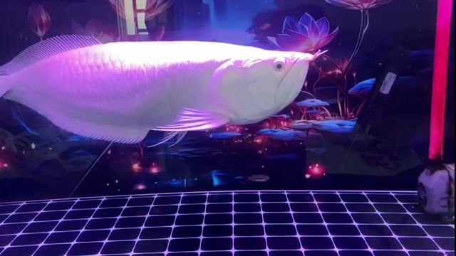 ngân abino hơn 60cm. Mua bán Thú cưng khác tại Thị xã Bến Cát Bình Dương được đăng bởi Trung Hoàng hình 1
