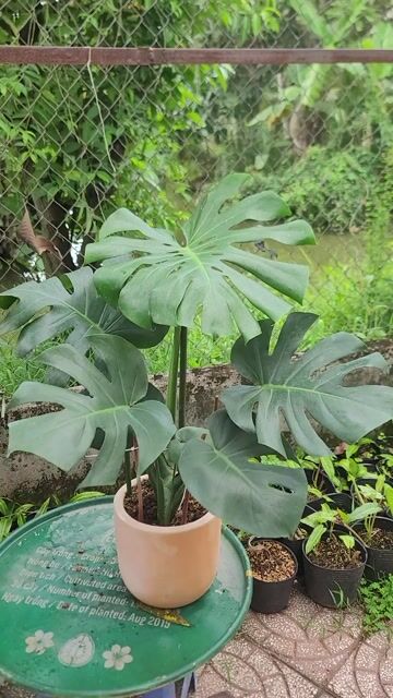 Cây cảnh Monstera Xanh lá. Mua bán Cây cảnh, đồ trang trí tại Quận Cái Răng Cần Thơ được đăng bởi gia dụng rẻ  hình 1