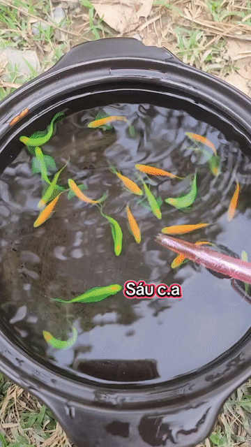 Cá Sọc Ngựa Cánh Tiên Xanh, Cam. Mua bán Thú cưng khác tại Huyện Long Hồ Vĩnh Long được đăng bởi Phạm Thuỳ Giang hình 1