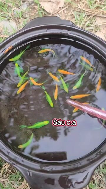 Cá Sọc Ngựa Cánh Tiên Xanh, Cam. Mua bán Thú cưng khác tại Huyện Long Hồ Vĩnh Long được đăng bởi Phạm Thuỳ Giang hình 1