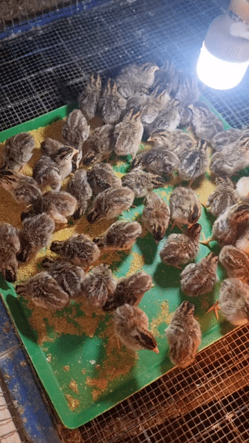 Gà giống khỏe mạnh đã tiêm. Mua bán Gà tại Huyện Vĩnh Cửu Đồng Nai được đăng bởi Phước Trần hình 1