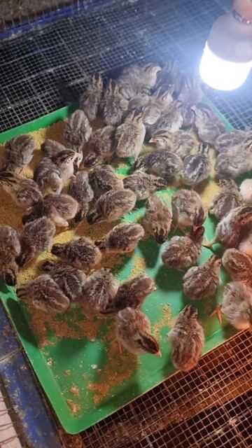 Gà giống khỏe mạnh đã tiêm. Mua bán Gà tại Huyện Vĩnh Cửu Đồng Nai được đăng bởi Phước Trần hình 1