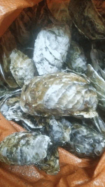 Nhậu đi bạn ơi........Hàu sữa Sông Cầu 1kg. Mua bán Đồ ăn, thực phẩm và các loại khác tại Thành phố Tuy Hòa Phú Yên được đăng bởi Tatrung hình 1