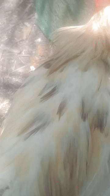 Gà trống giống trắng 2.8-2.9 kg. Mua bán Gà tại Huyện Càng Long Trà Vinh được đăng bởi Bảo Hồ hình 1