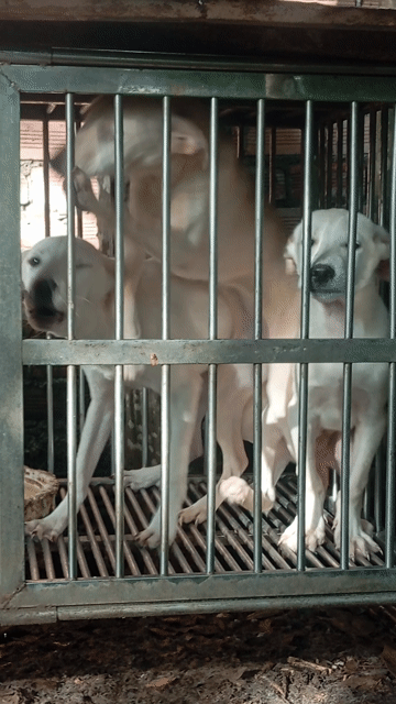 Chó Poodle trắng 3.5 tháng đã chích 1 mũi. Mua bán Chó tại Huyện Trảng Bom Đồng Nai được đăng bởi Trần Văn lưu hình 1