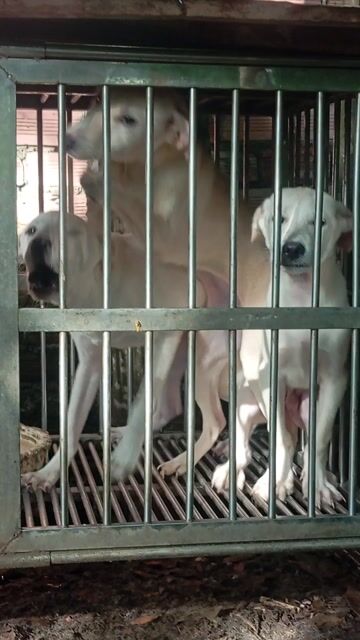 Chó Poodle trắng 3.5 tháng đã chích 1 mũi. Mua bán Chó tại Huyện Trảng Bom Đồng Nai được đăng bởi Trần Văn lưu hình 1