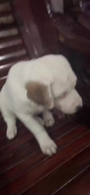 còn 1 em cuối cùng. Mua bán Chó tại Quận Ngũ Hành Sơn Đà Nẵng được đăng bởi Đặng bá tùng hình 1