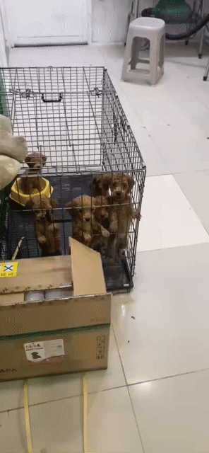 Chó Poodle cái 2.5 tháng đã tiêm ngừa. Mua bán Chó tại Quận 6 Tp Hồ Chí Minh được đăng bởi Tiểu Ngọc hình 1