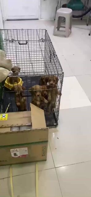 Chó Poodle cái 2.5 tháng đã tiêm ngừa. Mua bán Chó tại Quận 6 Tp Hồ Chí Minh được đăng bởi Tiểu Ngọc hình 1