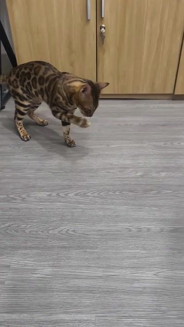 Mèo Bengal Đực Cái Sinh T8/2025 Đã chích ngừa. Mua bán Mèo tại Quận Tân Bình Tp Hồ Chí Minh được đăng bởi Hải Yến hình 1