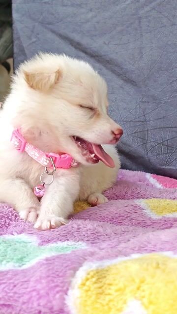 Gái Phốc  F lùn xinh cute chào sen ạ🥰🐾🐾. Mua bán Chó tại Huyện Hóc Môn Tp Hồ Chí Minh được đăng bởi Smile Pet hình 1