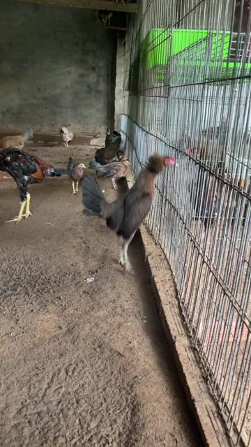 Gà mái hatch đốc. Mua bán Gà tại Thị xã Tân Uyên Bình Dương được đăng bởi Thái  hình 1