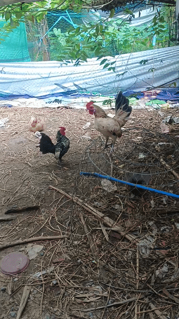 Gà cảnh trống 5-7 lạng. Mua bán Gà tại Thành phố Thủ Đức Tp Hồ Chí Minh được đăng bởi Duy hình 1