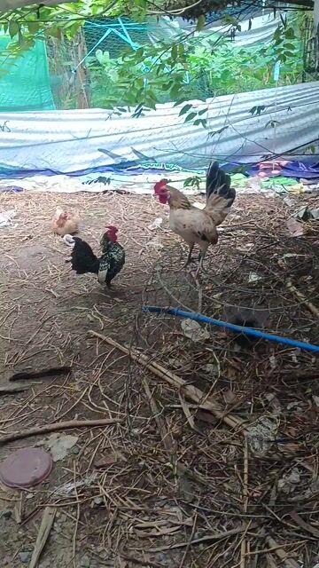Gà cảnh trống 5-7 lạng. Mua bán Gà tại Thành phố Thủ Đức Tp Hồ Chí Minh được đăng bởi Duy hình 1