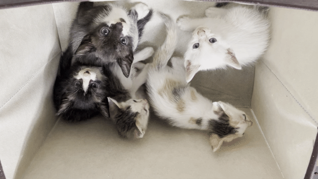 Mèo anh lai. Mua bán Mèo tại Quận Bắc Từ Liêm Hà Nội được đăng bởi sơn rabbit hình 1