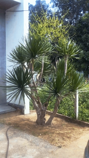 Bán Cây Thần Tài Núi Cổ Thụ Ra Hoa. Mua bán Cây cảnh, đồ trang trí tại Huyện Hòa Vang Đà Nẵng được đăng bởi Trung hình 1