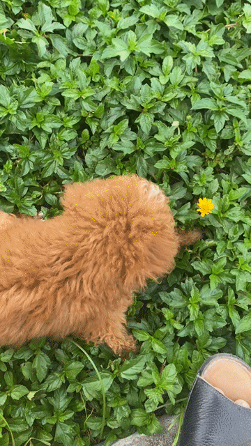 Chó Poodle cái 3 tháng màu Nâu. Mua bán Chó tại Quận Hải An Hải Phòng được đăng bởi Đỗ Hoài Nam hình 1