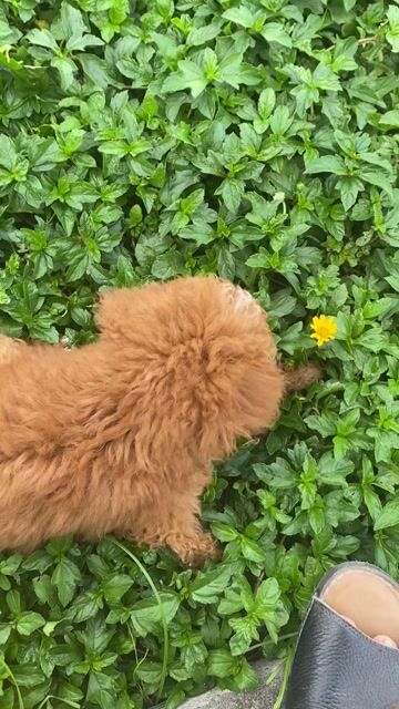 Chó Poodle cái 3 tháng màu Nâu. Mua bán Chó tại Quận Hải An Hải Phòng được đăng bởi Đỗ Hoài Nam hình 1