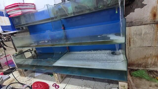 Bể hải sản Kính 3m Như mới. Mua bán Phụ kiện, Thức ăn, Dịch vụ tại Quận Cầu Giấy Hà Nội được đăng bởi Chiên hình 1