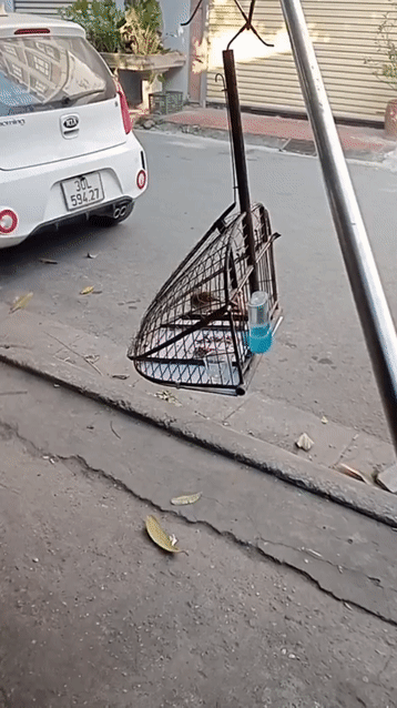 Chim chào mào Xanh ô liu Thuần lồng. Mua bán Chim tại Quận Cầu Giấy Hà Nội được đăng bởi Đặng Bùi Gia huy  hình 1