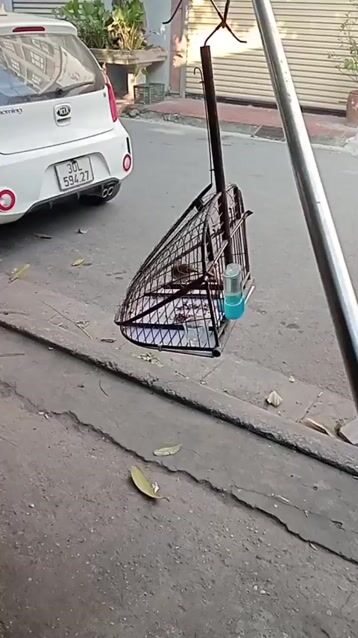 Chim chào mào Xanh ô liu Thuần lồng. Mua bán Chim tại Quận Cầu Giấy Hà Nội được đăng bởi Đặng Bùi Gia huy  hình 1