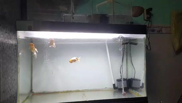 Bể cá cảnh Kính Trong suốt. Mua bán Phụ kiện, Thức ăn, Dịch vụ tại Huyện Cần Giuộc Long An được đăng bởi Nguyễn Hồng Sơn hình 1