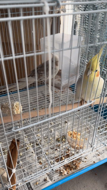 Vẹt Cockatiel sinh sản khỏe mạnh. Mua bán Chim tại Thành phố Thủ Đức Tp Hồ Chí Minh được đăng bởi Nhật Trường hình 1