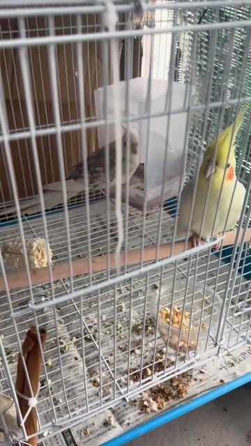 Vẹt Cockatiel sinh sản khỏe mạnh. Mua bán Chim tại Thành phố Thủ Đức Tp Hồ Chí Minh được đăng bởi Nhật Trường hình 1