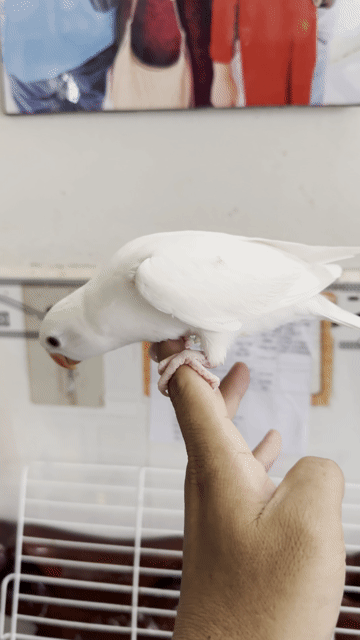 Vẹt Ringneck Albino Trắng. Mua bán Chim tại Quận Bình Thuỷ Cần Thơ được đăng bởi Thanh Tâm 1985 hình 1