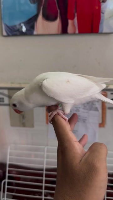 Vẹt Ringneck Albino Trắng. Mua bán Chim tại Quận Bình Thuỷ Cần Thơ được đăng bởi Thanh Tâm 1985 hình 1