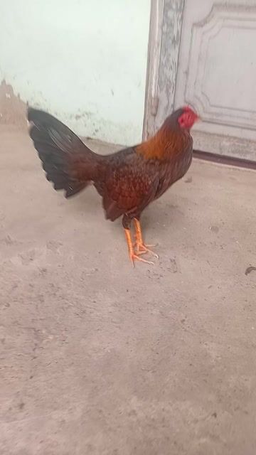 Tim nha cho g tre. Mua bán Gà tại Huyện Châu Thành Tiền Giang được đăng bởi Thảo  hình 1