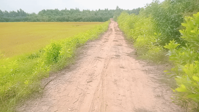 Mua bán Đất Huyện Đức Huệ Long An diện tích 9000 m² giá 2,4 tỷ