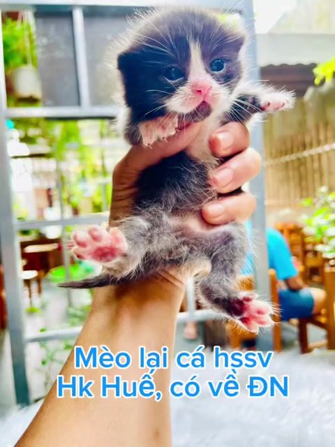 Đàn mèo con xám xanh, tuxendo chờ mẹ
