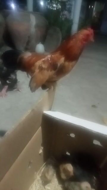 Gà tre Bắc 5 lạng 500. Mua bán Gà tại Huyện Châu Thành Tiền Giang được đăng bởi gà tre hình 1